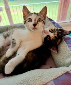 Sunny -  Domestic Short Hair Cat Available for Adoption in Newtown Square, Pennsylvania - Sunny | PetCurious