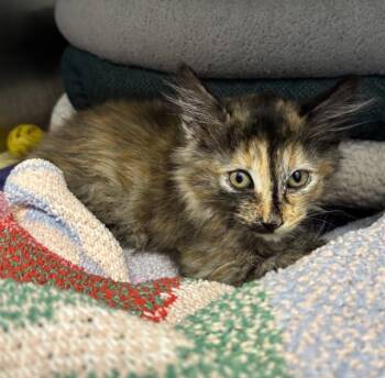 A199443 -  Domestic Long Hair Cat for Adoption in Fremont, California - A199443 | PetCurious