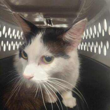Barbie -  Domestic Medium Hair Cat for Adoption in Evensville, Tennessee - Barbie | PetCurious