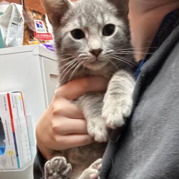 Perseus -  Domestic Short Hair Cat for Adoption in Spokane, Washington - Perseus | PetCurious