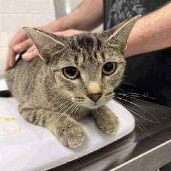 Barista -  Domestic Short Hair Cat for Adoption in Indianapolis, Indiana - Barista | PetCurious