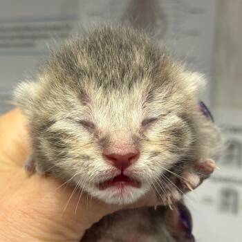 Hallie -  Domestic Short Hair Cat for Adoption in Corpus Christi, Texas - Hallie | PetCurious