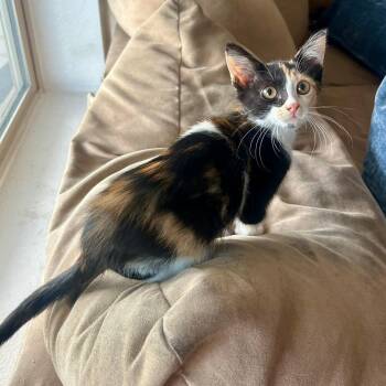 Midge Pinciotti -  Calico Cat for Adoption in San Tan Valley, Arizona - Midge Pinciotti | PetCurious