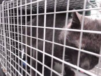 Domestic Short Hair Cats Available for Adoption - MOTO MOTO | PetCurious