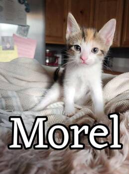 Domestic Short Hair Cats Available for Adoption in Hillsboro, Ohio - Morel | PetCurious