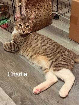 Rescue Domestic Short Hair Cats for Adoption in Lewis Center, Ohio - Charlie (Wilson Ave Litter) | PetCurious