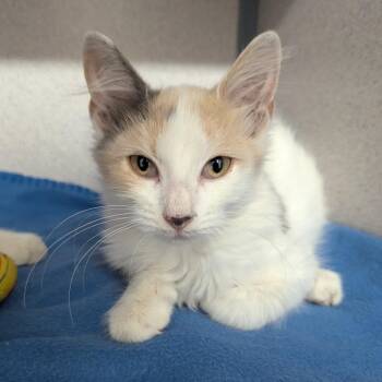 Rhubarb -  Domestic Medium Hair Cat for Adoption in Evansville, Indiana - Rhubarb | PetCurious