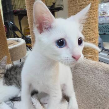 Snow -  Domestic Short Hair Cat for Adoption in Melrose, Florida - Snow | PetCurious