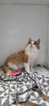 Bacon -  Domestic Medium Hair Cat for Adoption in Delson, Quebec - Bacon | PetCurious