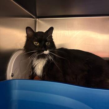 Mojo -  Domestic Long Hair Cat for Adoption in South Burlington, Vermont - Mojo | PetCurious