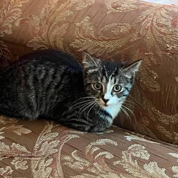 Millicent -  Domestic Short Hair Cat for Adoption in Huntington, West Virginia - Millicent | PetCurious