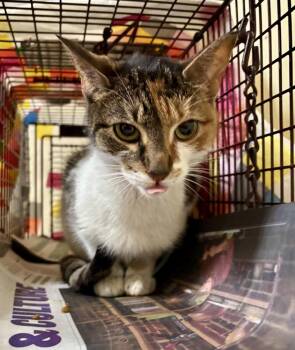 Calla -  Domestic Short Hair Cat for Adoption in Telford, Pennsylvania - Calla | PetCurious