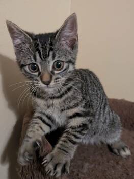 Jazzy -  Domestic Short Hair Cat for Adoption in Park Row, Texas - Jazzy | PetCurious