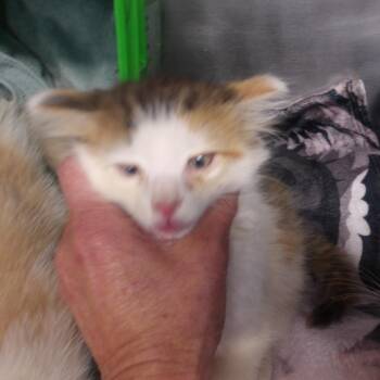 Gracie -  Domestic Long Hair Cat for Adoption in Marble, North Carolina - Gracie | PetCurious