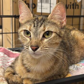7/11 -  Domestic Short Hair Cat for Adoption in Naperville, Illinois - 7/11 | PetCurious