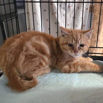 Domestic Short Hair Cats Available for Adoption in Wappingers Falls, New York - Ruben | PetCurious