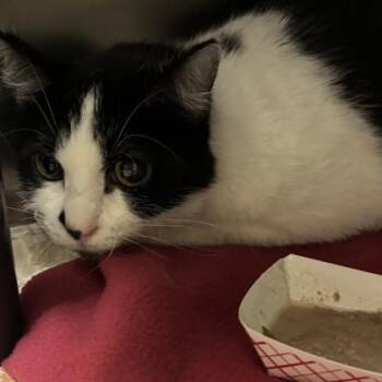 Domestic Short Hair Cats Available for Adoption in Merriam, Kansas - Sister | PetCurious