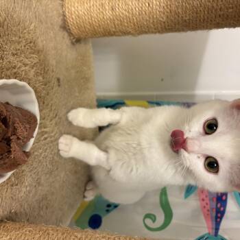 Domestic Short Hair Cats Available for Adoption - Luna | PetCurious