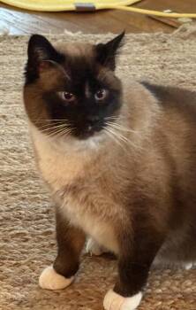 Rescue Siamese Cats for Adoption - VICTOR | PetCurious