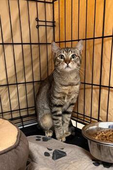 Shingle -  Tabby Cat for Adoption in Jurupa Valley, California - Shingle | PetCurious