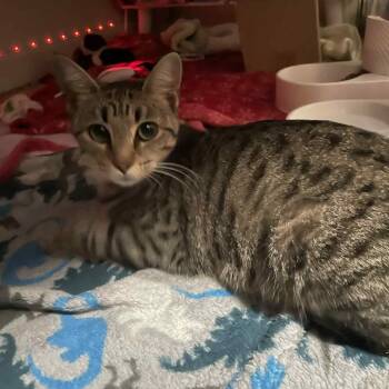 Rescue Domestic Short Hair Cats for Adoption in Bentonville, Arkansas - Maple | PetCurious
