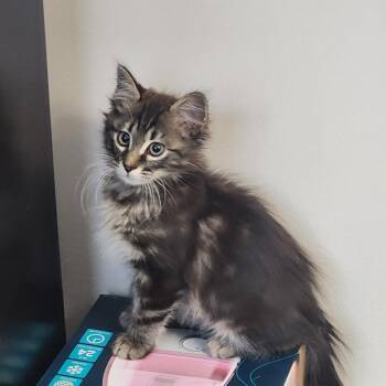 Bridger -  Domestic Long Hair Cat for Adoption in Freeport, Florida - Bridger | PetCurious