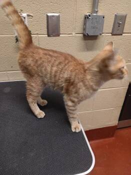 Pumpkin -  Domestic Short Hair Cat for Adoption in Douglasville, Georgia - Pumpkin | PetCurious