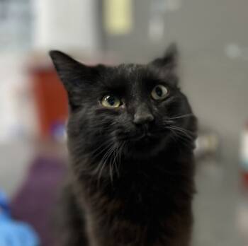 Rescue Domestic Long Hair and Domestic Short Hair Cats for Adoption in Fort Worth, Texas - Jessica | PetCurious