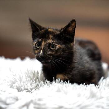 Moana -  Domestic Short Hair Cat for Adoption in Gainesville, Georgia - Moana | PetCurious