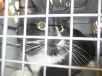 FAT FAT -  Domestic Short Hair Cat for Adoption in Ocala, Florida - FAT FAT | PetCurious