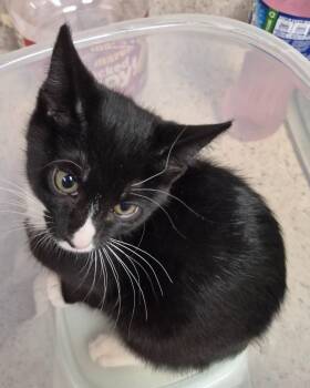 Boomerang -  Domestic Short Hair Cat for Adoption in Christiansburg, Virginia - Boomerang | PetCurious