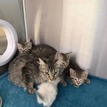 Boomer -  Domestic Short Hair Cat for Adoption in Madisonville, Tennessee - Boomer | PetCurious