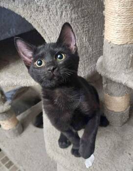 Jazzy -  Domestic Short Hair and Bombay Cat for Adoption in San Antonio, Texas - Jazzy | PetCurious