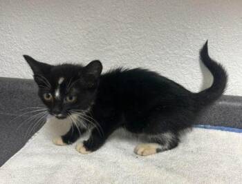 Brenda -  Domestic Short Hair Cat for Adoption in Sullivan, Indiana - Brenda | PetCurious