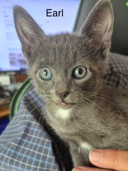 Earl -  Domestic Short Hair Cat for Adoption in The Woodlands, Texas - Earl | PetCurious