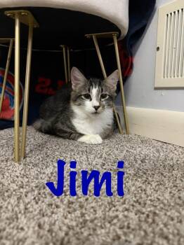 Domestic Short Hair Cats Available for Adoption - Jimi | PetCurious