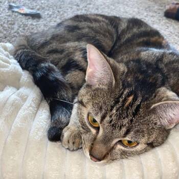 Domestic Short Hair Cats Available for Adoption in Graham, Washington - TIGER EYE (bonded W/Breeze) | PetCurious