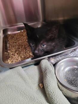 Club -  Domestic Short Hair Cat for Adoption in Linton, Indiana - Club | PetCurious