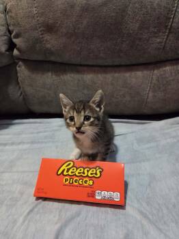 Reesies pieces -  Tabby and Calico Cat for Adoption in Newark Valley, New York - Reesies Pieces | PetCurious