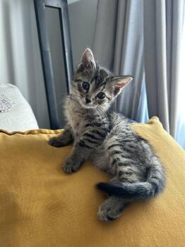 Yoshi -  Domestic Short Hair Cat for Adoption in Ferndale, Michigan - Yoshi | PetCurious