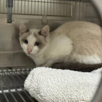 Clefairy -  Snowshoe Cat for Adoption in Bristol, Indiana - Clefairy | PetCurious