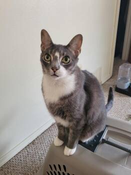 George -  Domestic Short Hair Cat for Adoption in Mountain Home, Arkansas - George | PetCurious