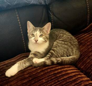 Puffin -  Domestic Short Hair Cat for Adoption in Belchertown, Massachusetts - Puffin | PetCurious