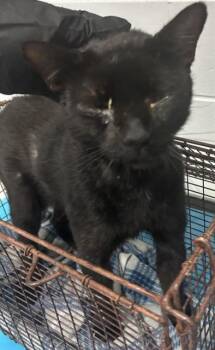 LOKII -  Domestic Short Hair Cat for Adoption in St. Cloud, Florida - LOKII | PetCurious