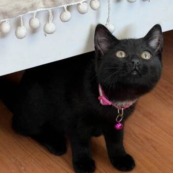 Velvet -  Domestic Short Hair Cat for Adoption in Weehawken Township, New Jersey - Velvet | PetCurious