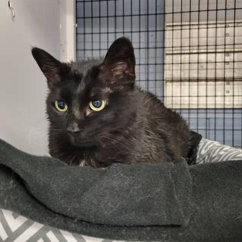 Domestic Short Hair Cats Available for Adoption in Ruckersville, Virginia - Zelda | PetCurious