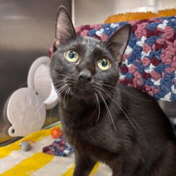 Uggie-at Petsmart Madison East -  Domestic Short Hair Cat for Adoption in Madison, Wisconsin - Uggie-at Petsmart Madison East | PetCurious