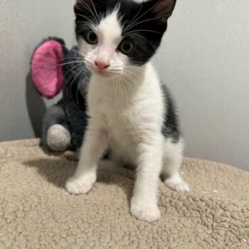 Ness -  Domestic Short Hair Cat for Adoption in Tampa, Florida - Ness | PetCurious
