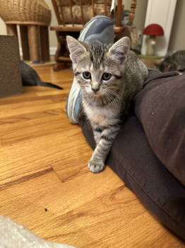 Rescue Domestic Short Hair Cats for Adoption in Naugatuck, Connecticut - Mini Cooper | PetCurious