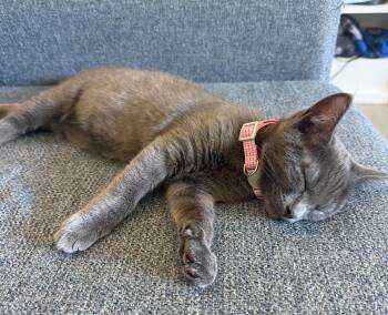 Lala -  Russian Blue Cat for Adoption in Walnut Creek, California - Lala | PetCurious